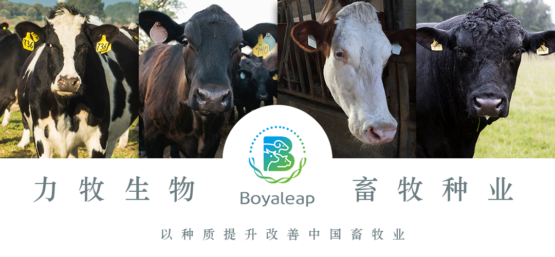 《天津新闻》聚焦MGM美高梅官网登录1688高端肉牛繁育基地 和牛良种来了！